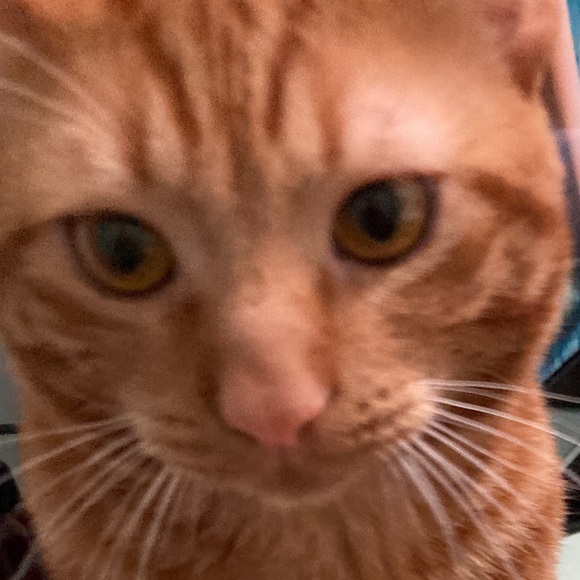 Meet your Posher, Leslie - Picture 1 of 1